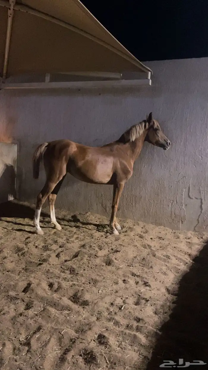 فرس شعبيه شييخه 3