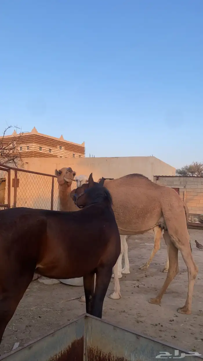 حصان شعبي كفو 0