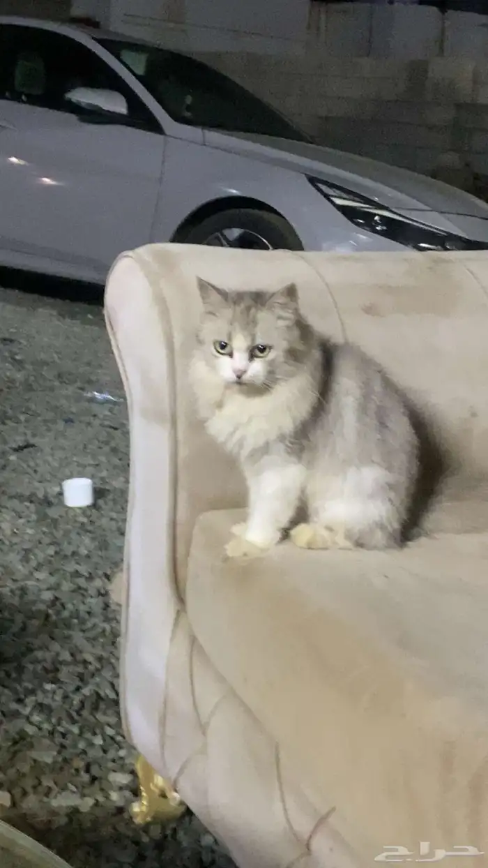 بسه لون ابيض انثى في صبيا 0