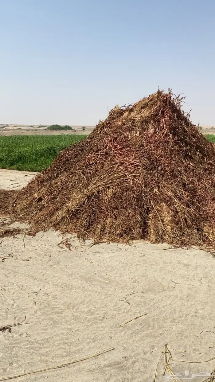 علف ذره شبه 1