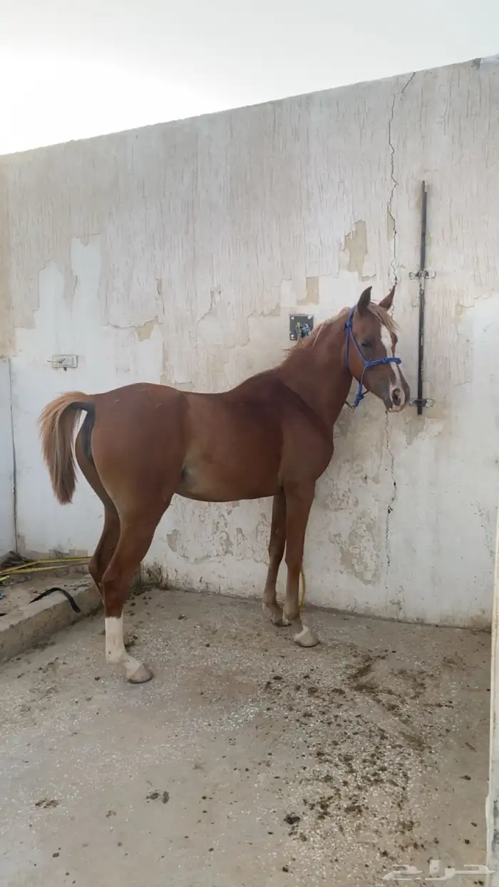 فرس شعبيه شييخه 5