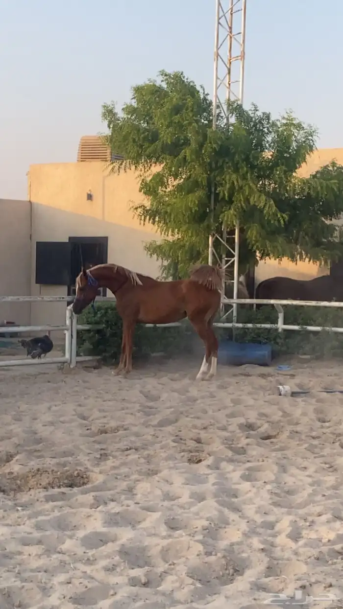 فرس شعبيه شييخه 0