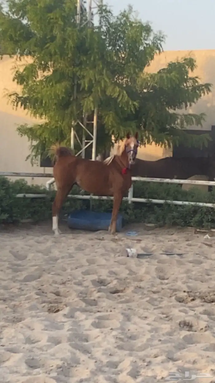 فرس شعبيه شييخه 1