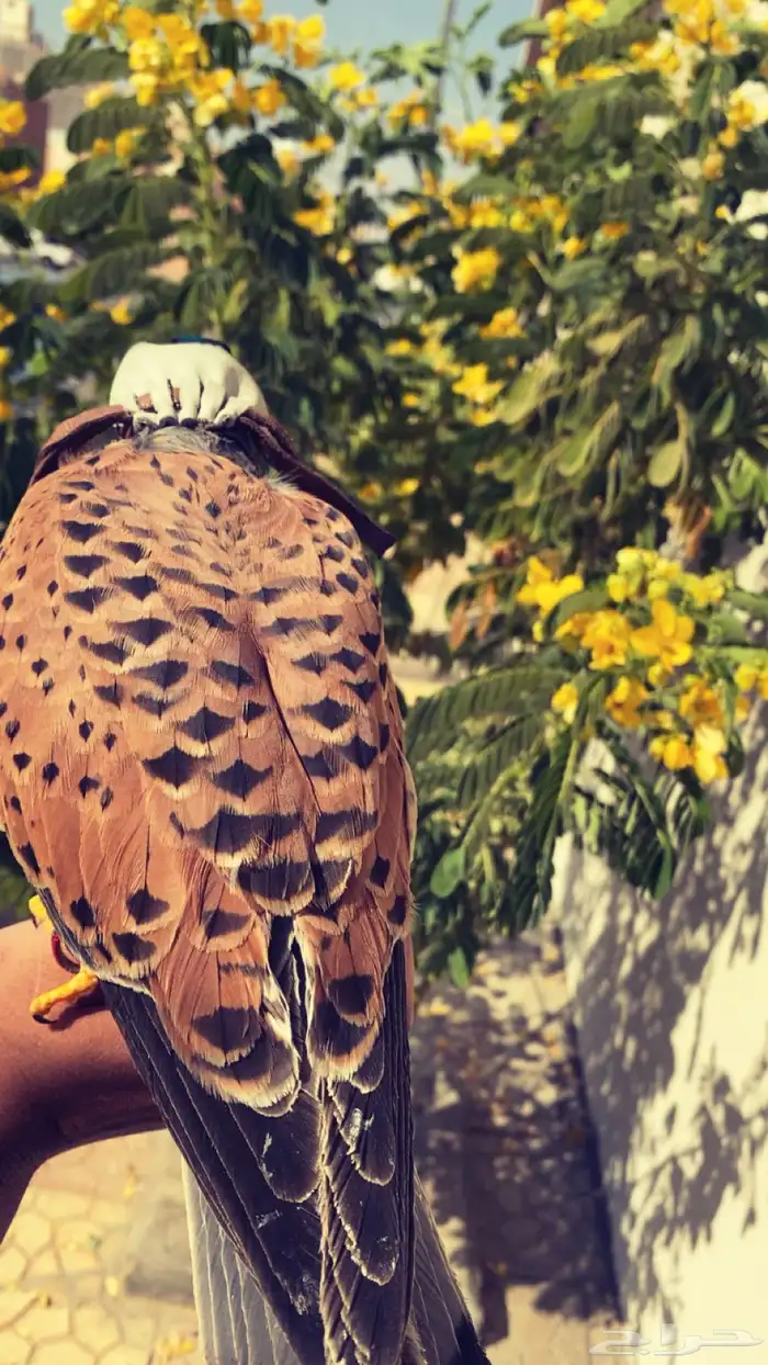 بشاق البيع عل السوم موقع سكاكا الجوف 2