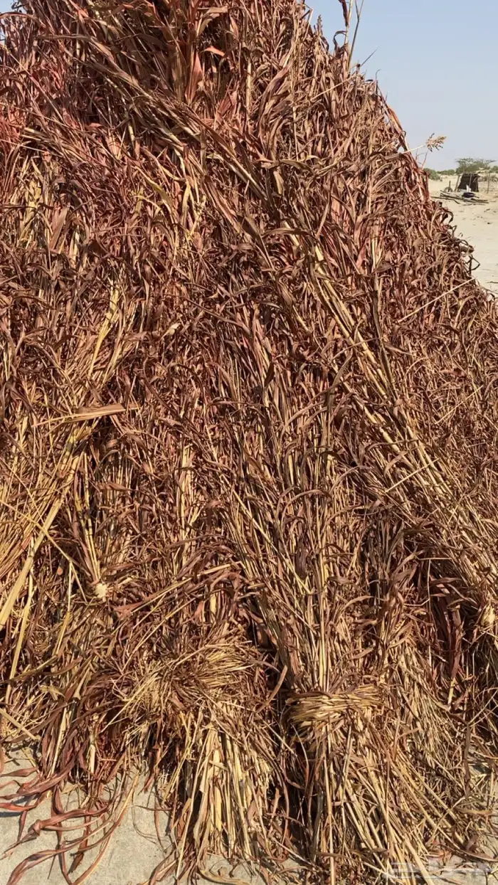 علف ذره شبه 0