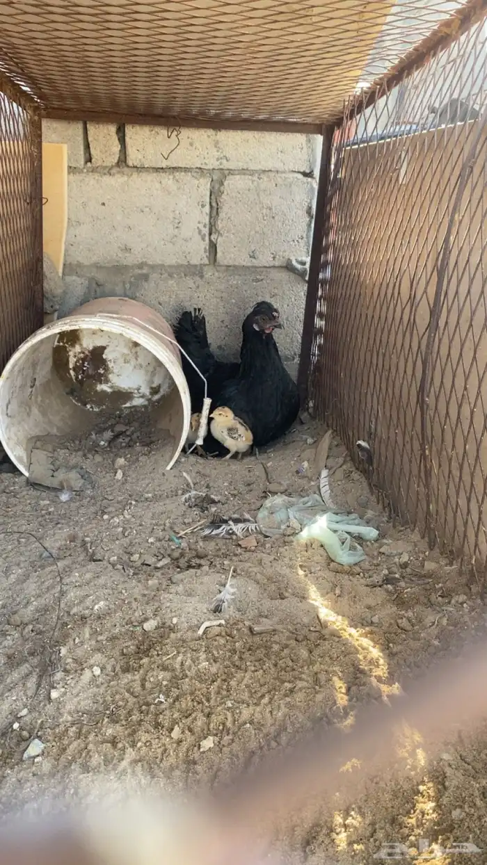 دجاجه براهما اصيل عليها فروخ 0