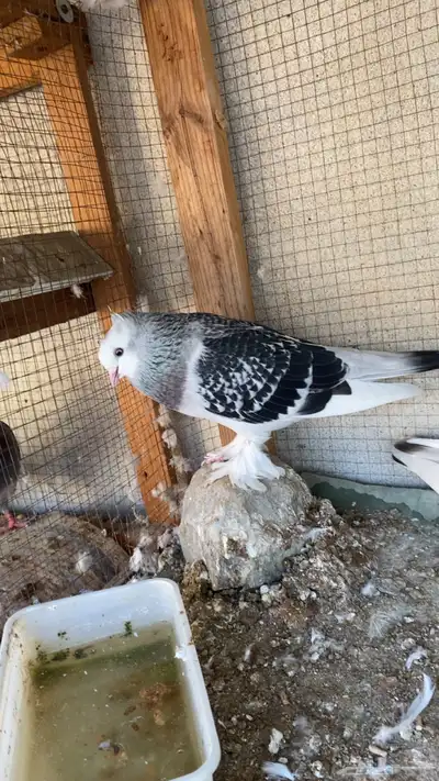 جوز حمام تركي index