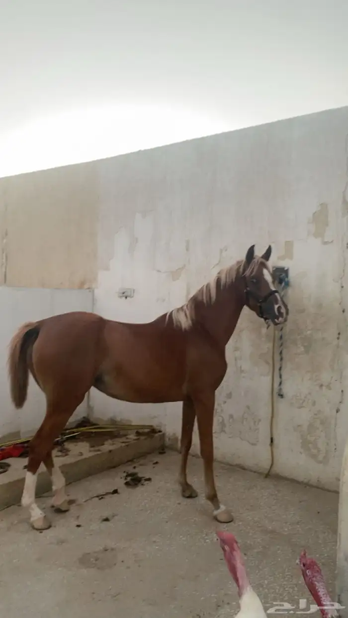 فرس شعبيه شييخه 4