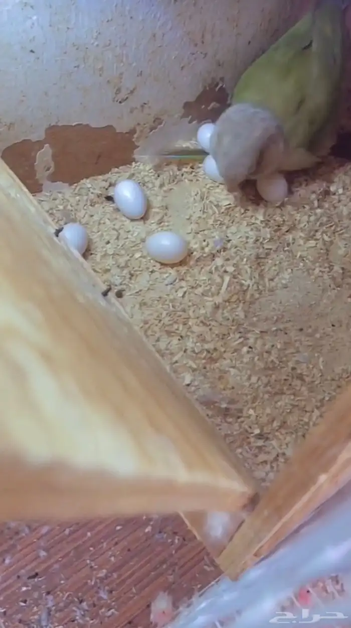 جوز كنيور منتج 3