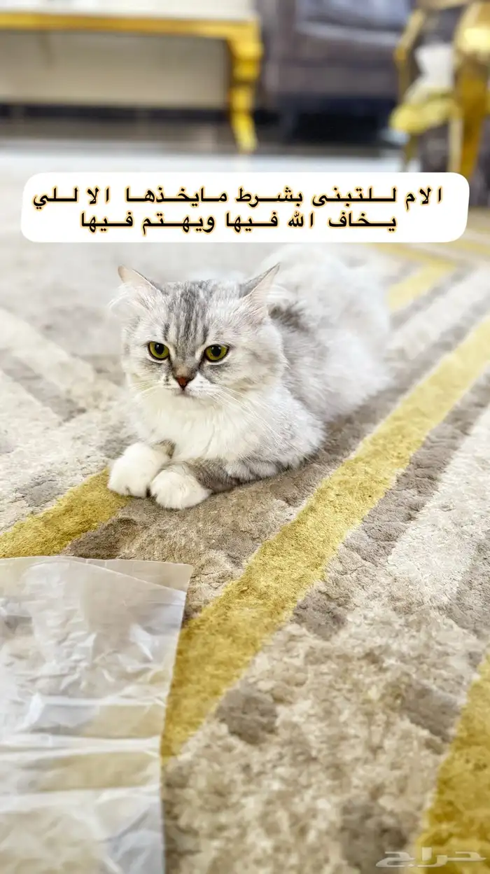 للبيع قطط كتن الام شيرازي و الاب سيامي 10