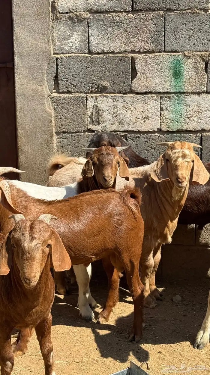 للبيع تيوس كلهاري وبورقت 3