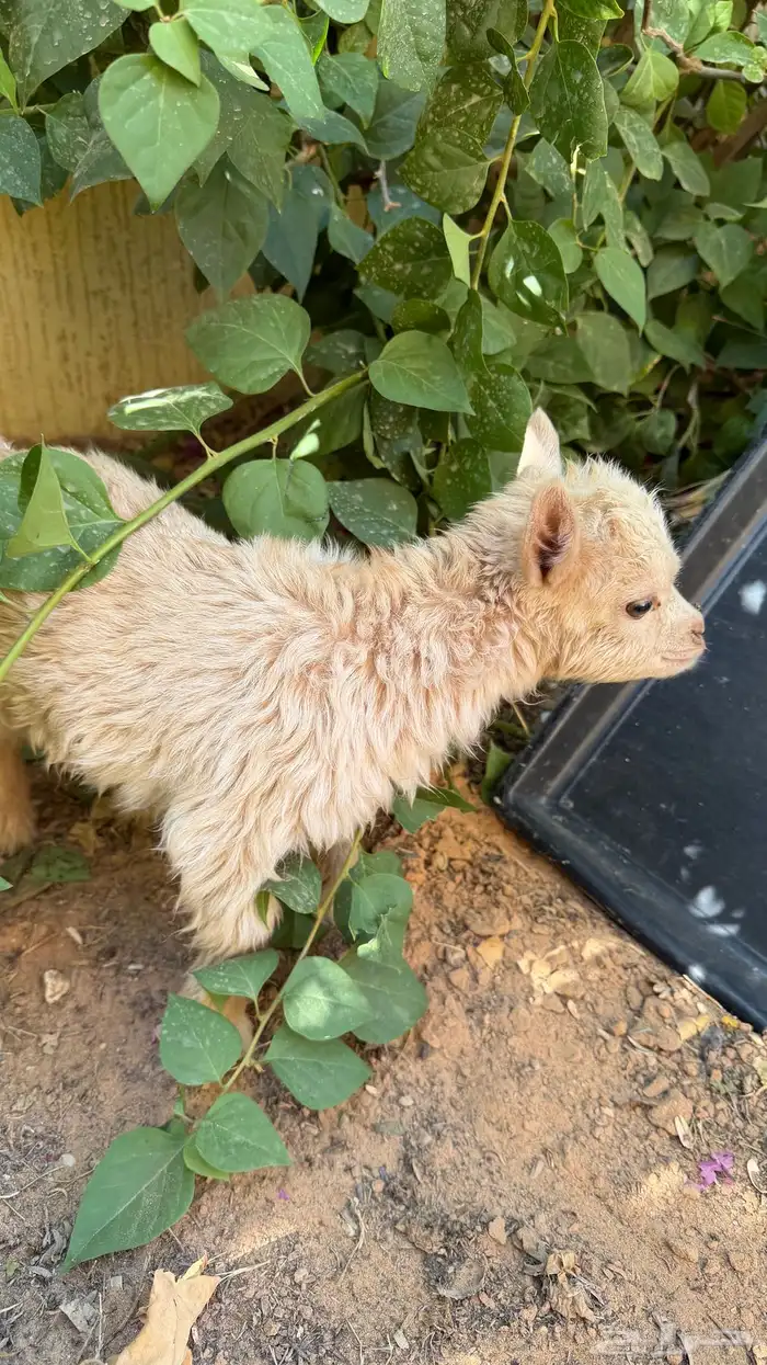 ماعز قزم جفرة ( تم البيع ) 3