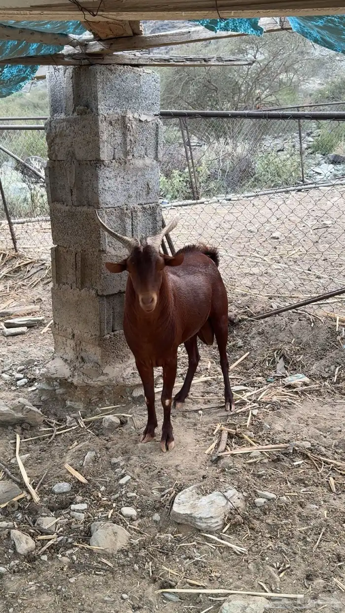 تيس فحل شرط 0