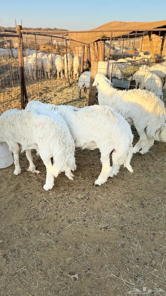 لبيع طليان 2