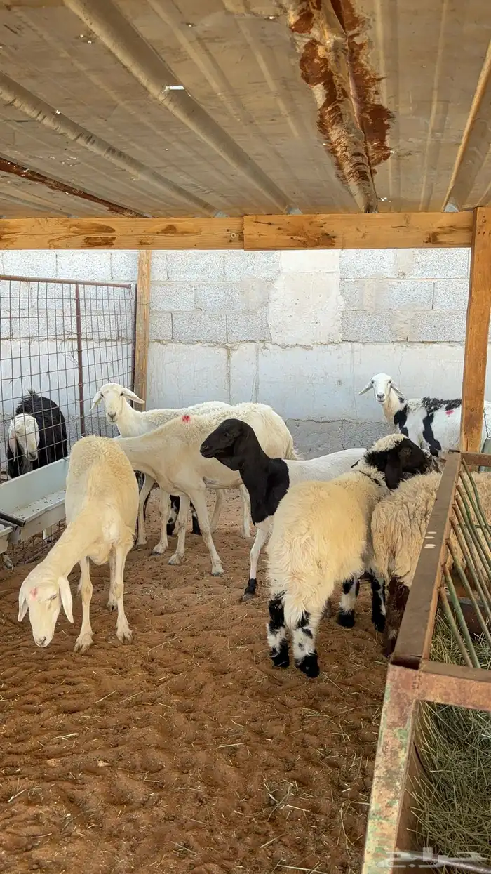 غنم حريه ومهجنه رغث ودفيع بالفحل ب1500 38