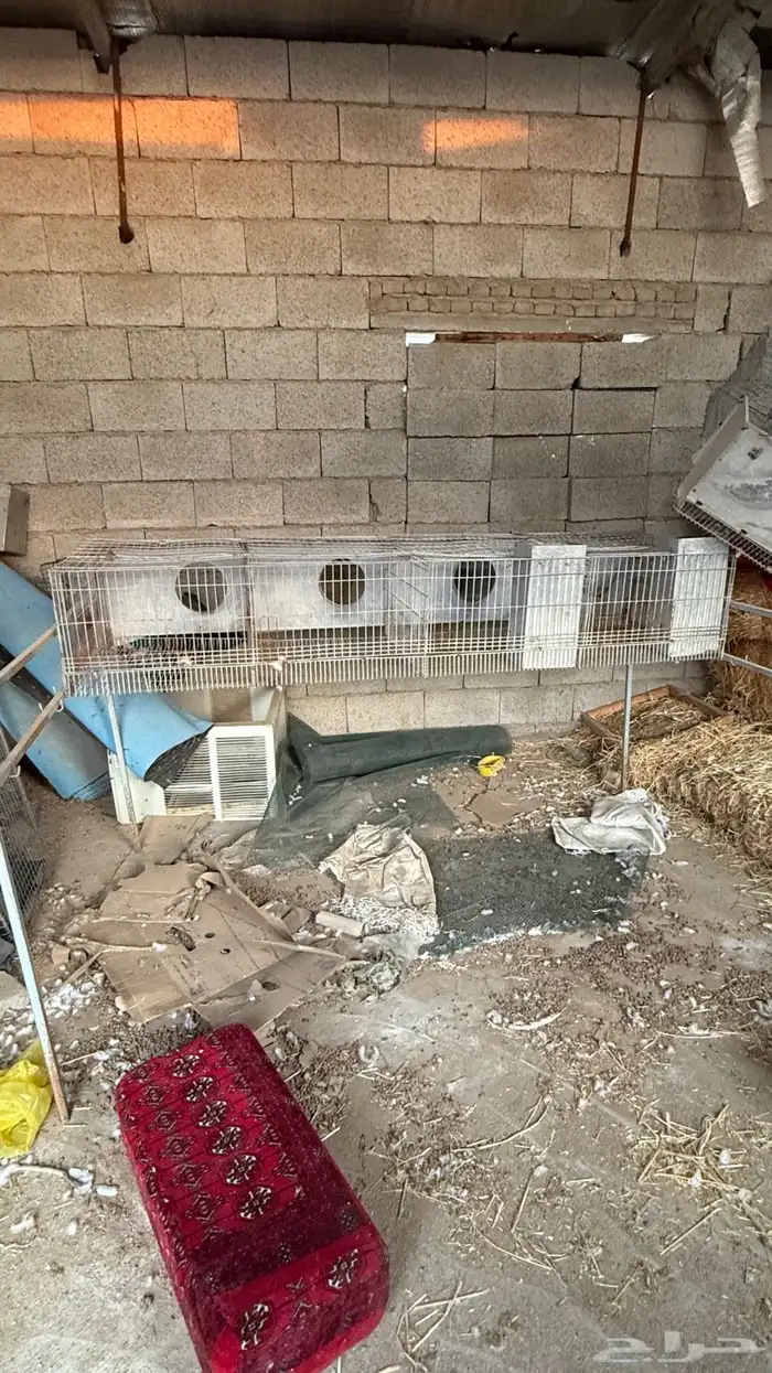 بطارية ارانب 0