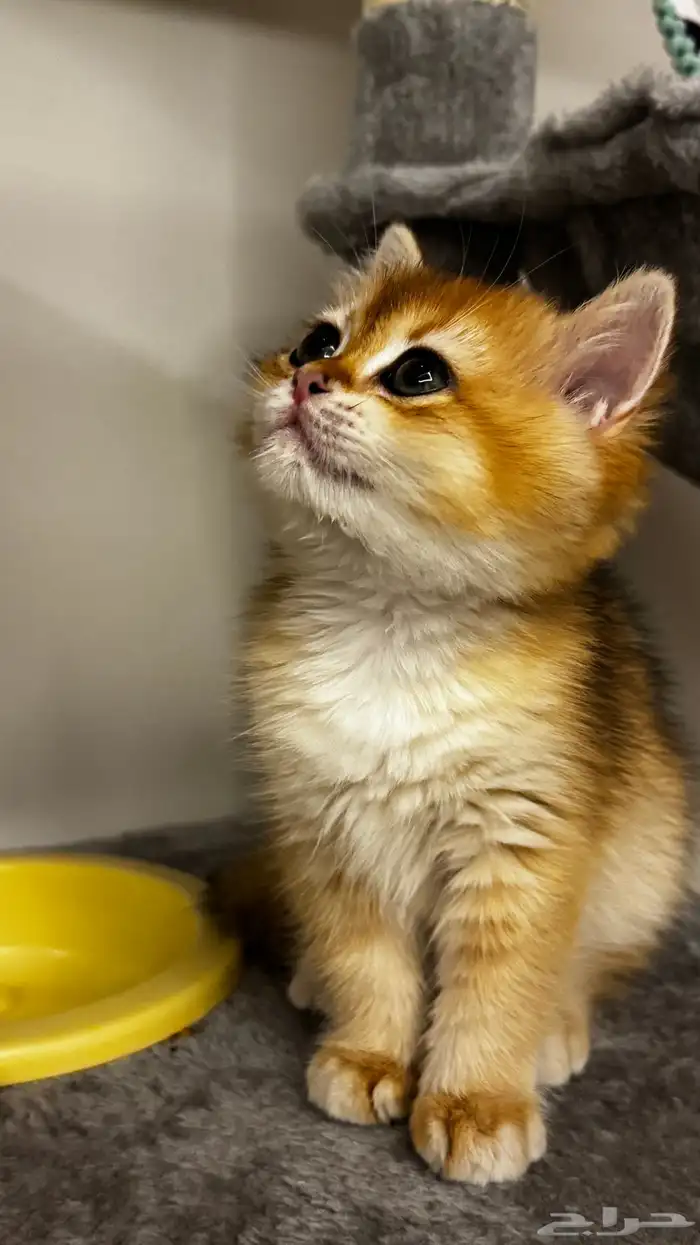 قطة برتش شهرين مسجلة British WCF 6