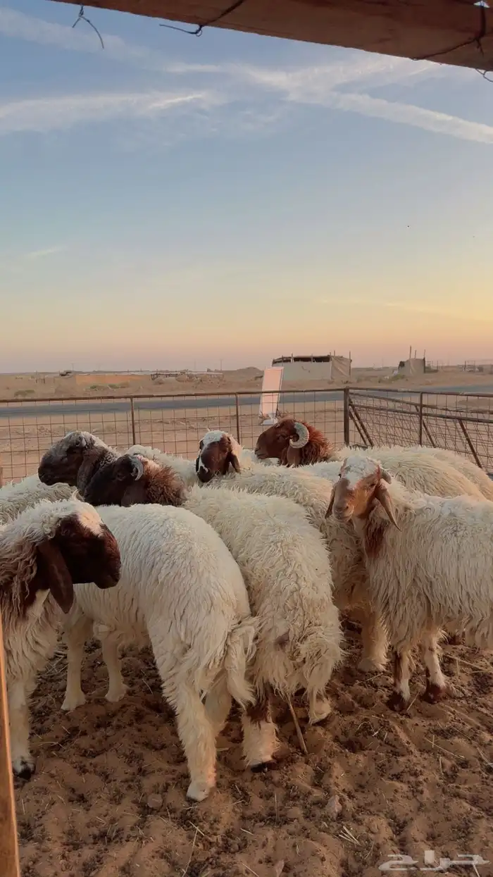 ذبايح تمارا وتابي (بريدة) 1