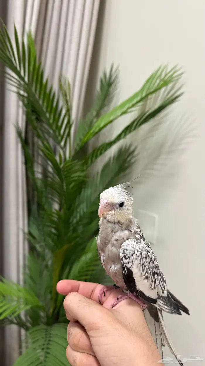 فرخ كروان للبيع 1