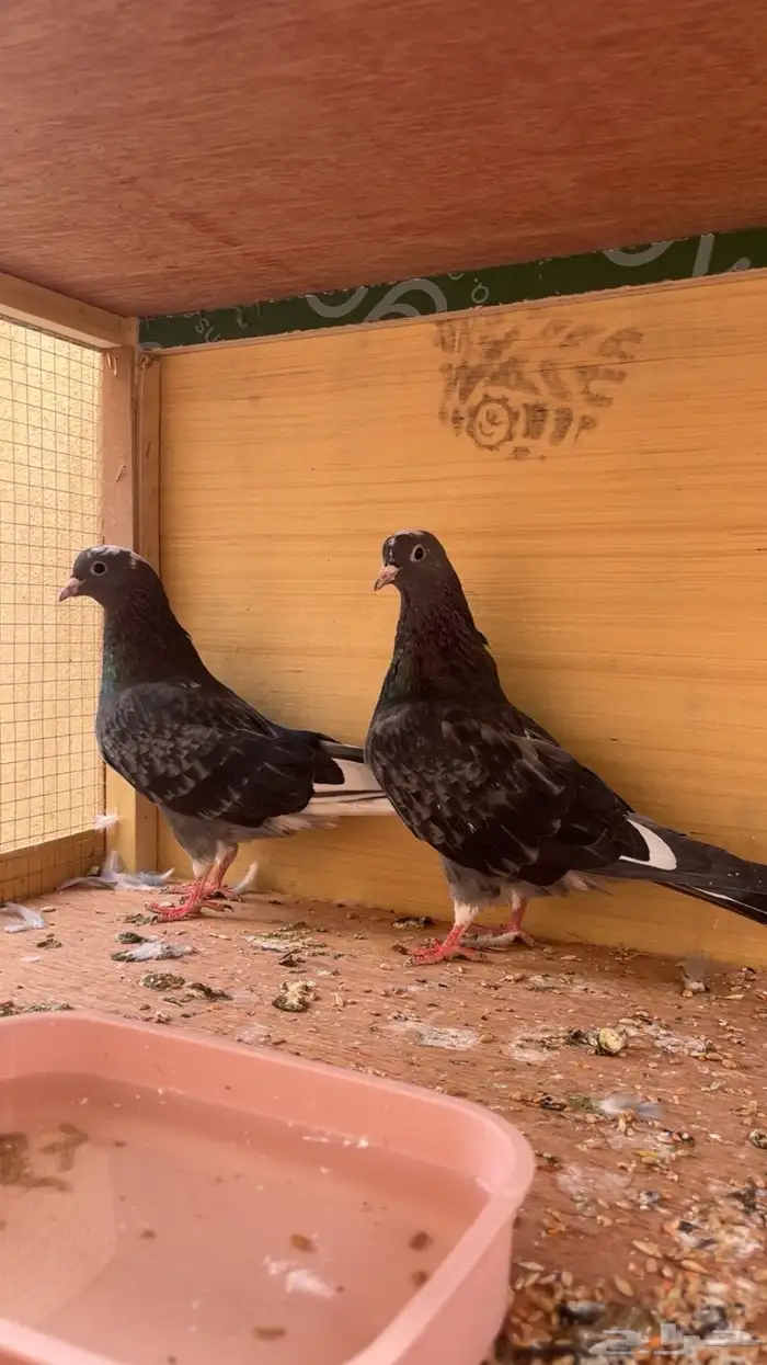 قطايف هجارس معرفه للبيع 0