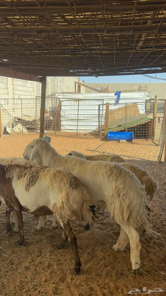 غنم حريه ومهجنه رغث ودفيع بالفحل ب1500 0