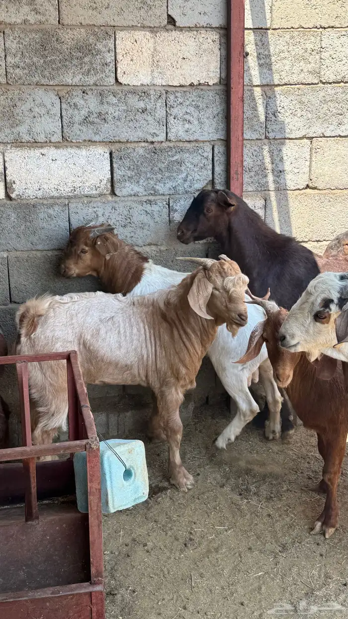 للبيع تيوس كلهاري وبورقت 7