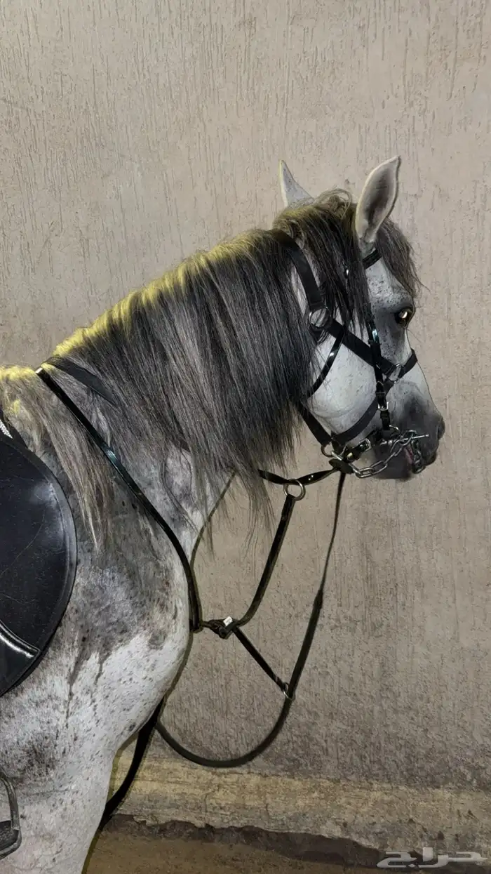 حصان جزيري 0