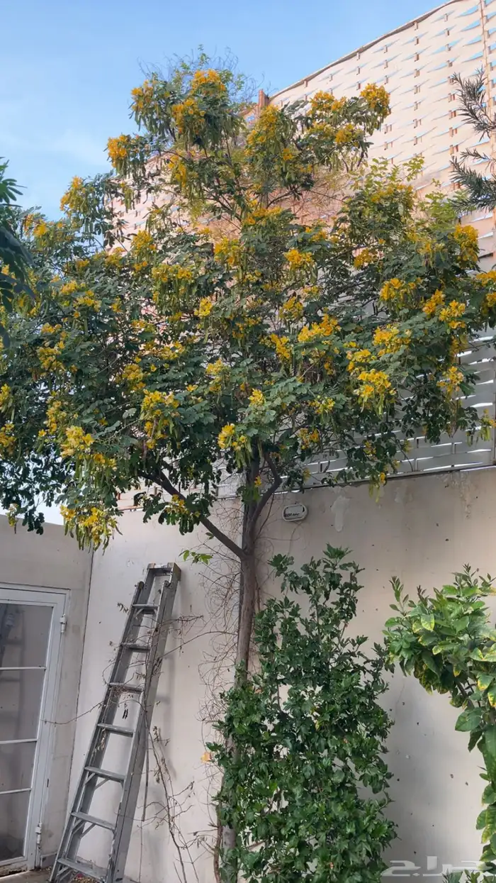 شجرة كاسيا جلوكا وشجرة فرشة الزجاج 1