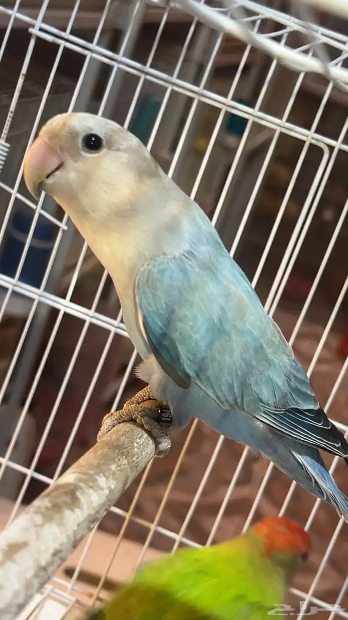 للبيع انثى روز الي توقف عليه سومه نصيبه 0