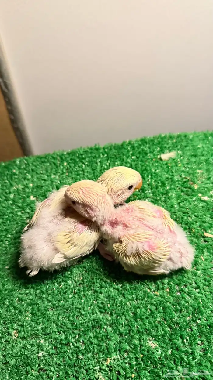 عرض لكم فروخ روز اينو ألوان وحجم ماشاءالله تم تأجيل البيع 0