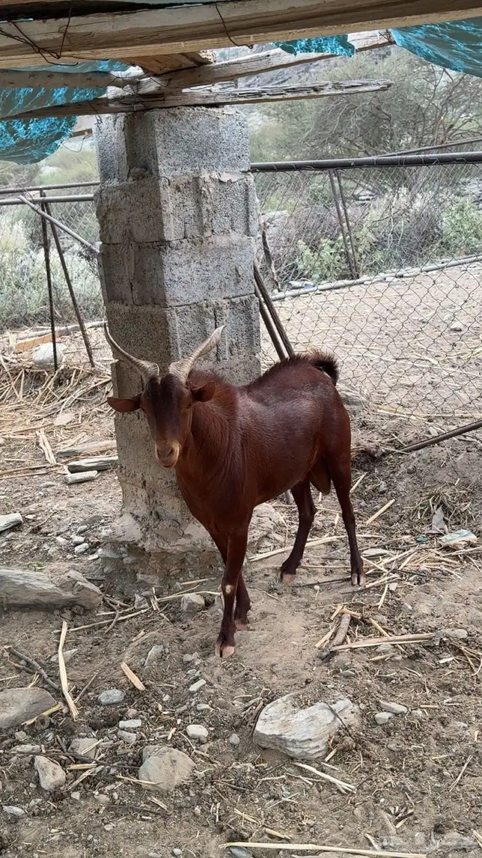 تيس فحل شرط 1