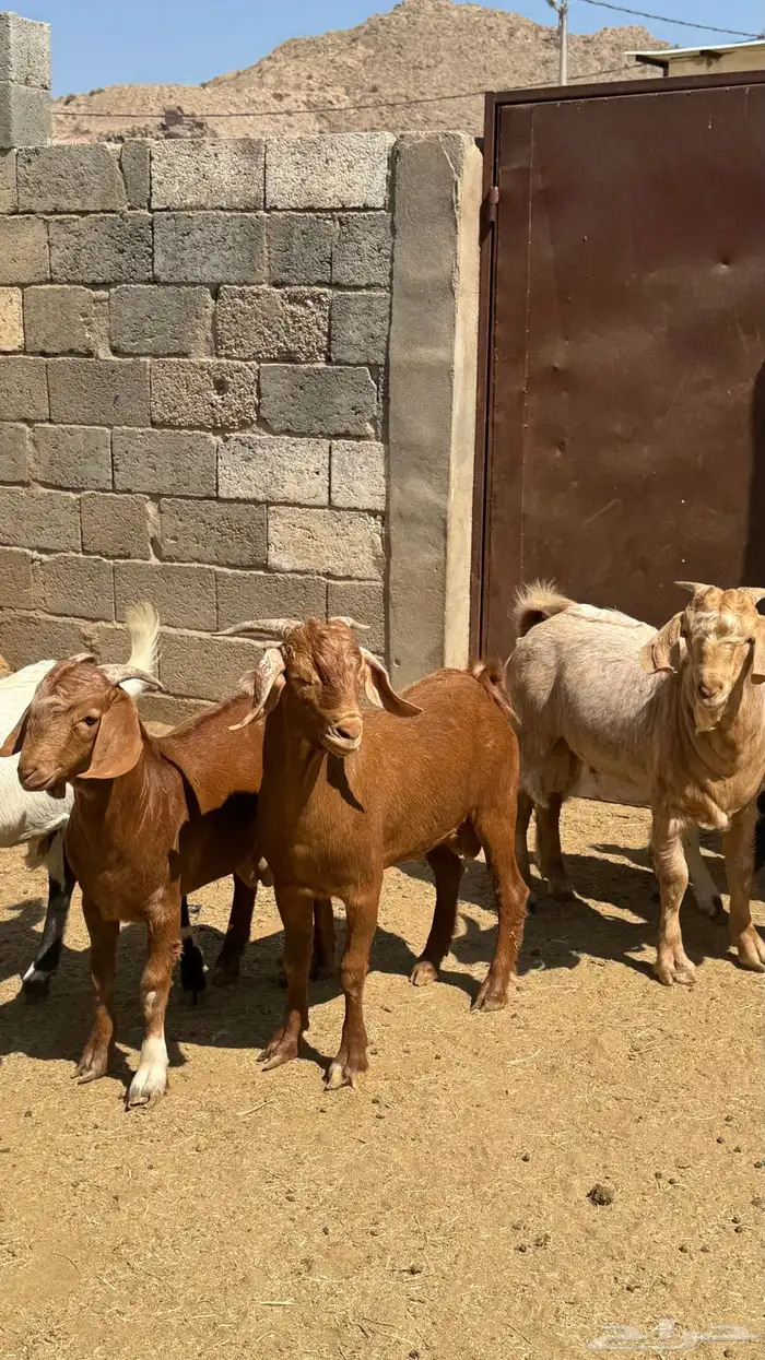 للبيع تيوس كلهاري وبورقت 2