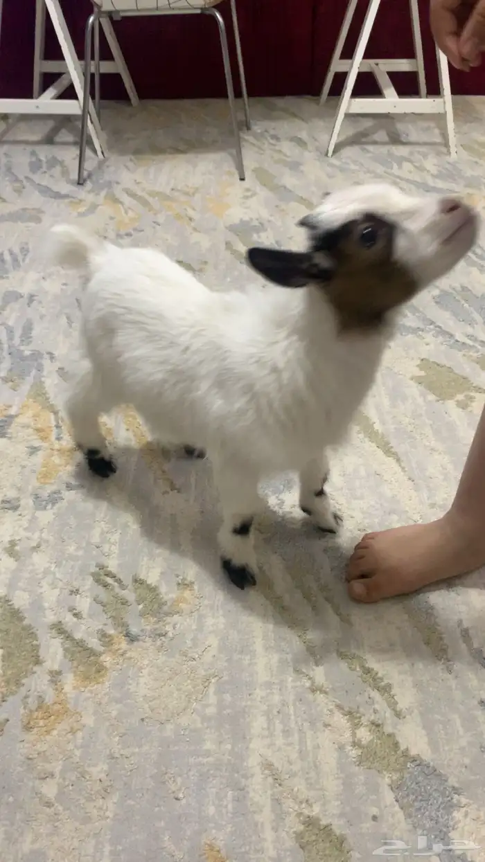 ماعز قزم تشيكي 1