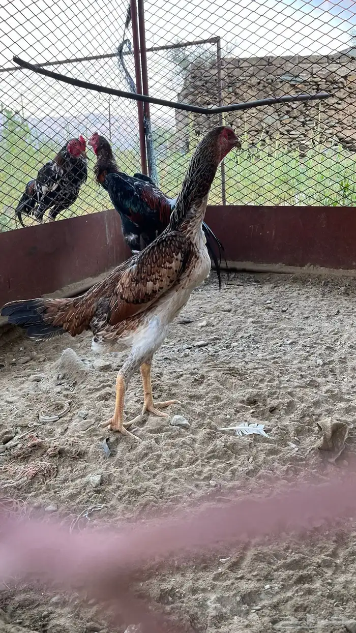 دجاجة شامو يابانيه 2