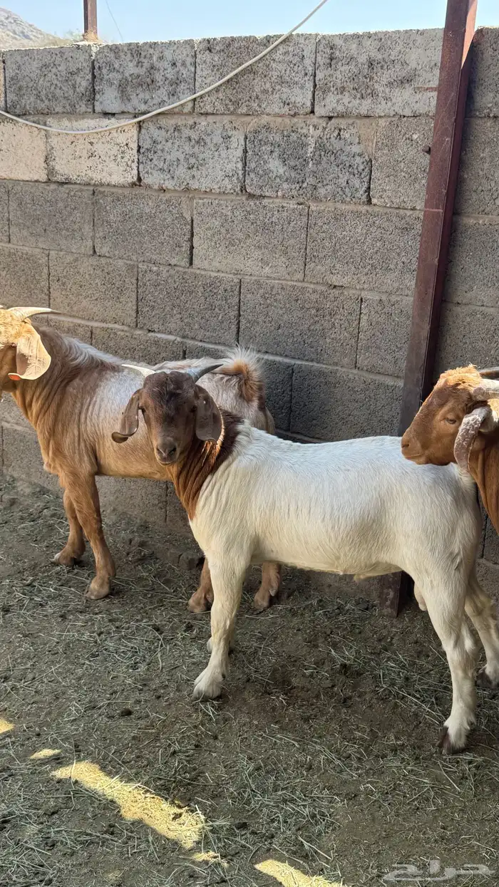 للبيع تيوس كلهاري وبورقت 10