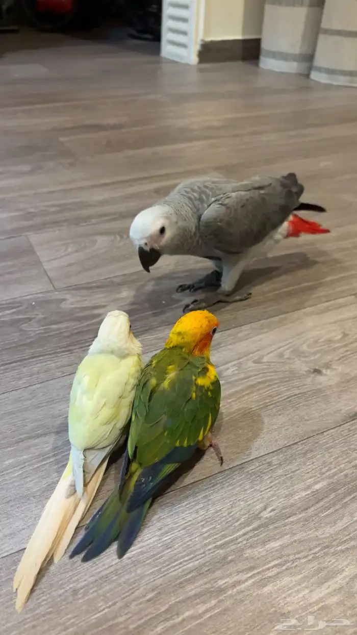 فروخ اليفه ونهايه فطام 1