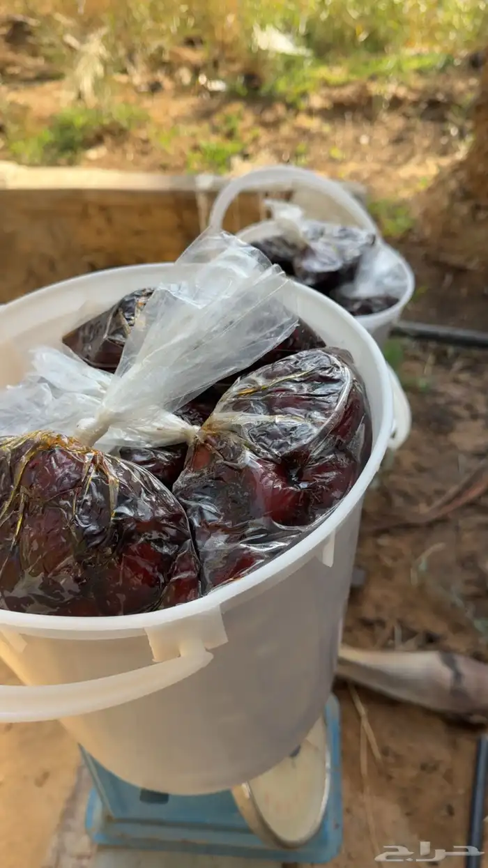 للبيع تمر رميثيه حلوه بقعاء 4