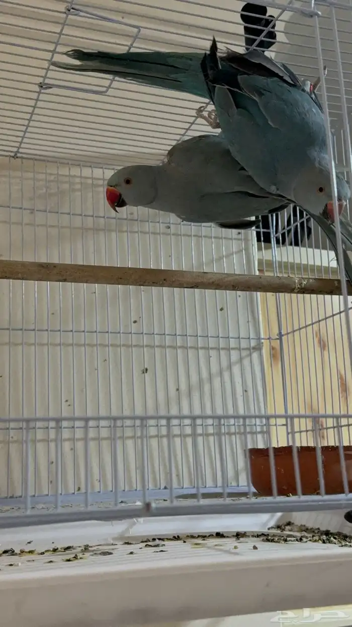 جوز دره ازرق 0