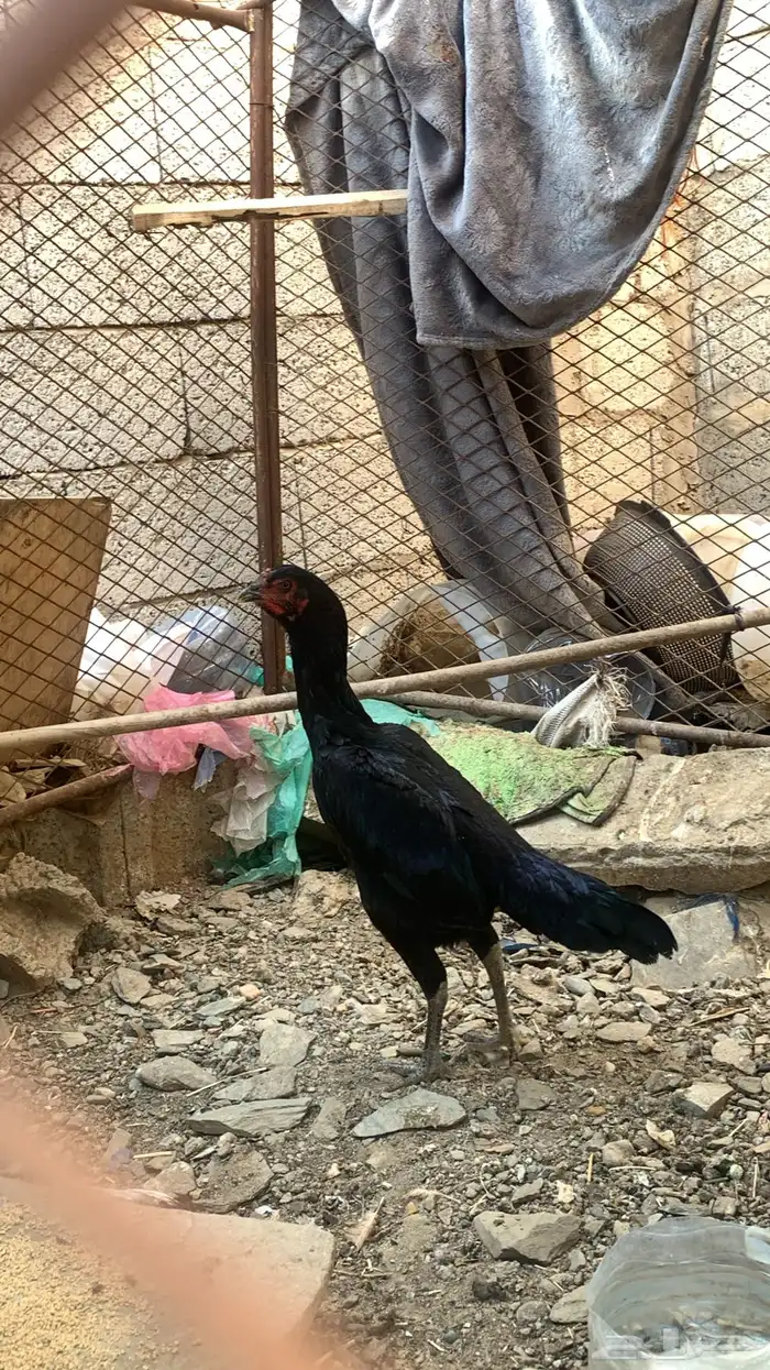 شامو الماني 1