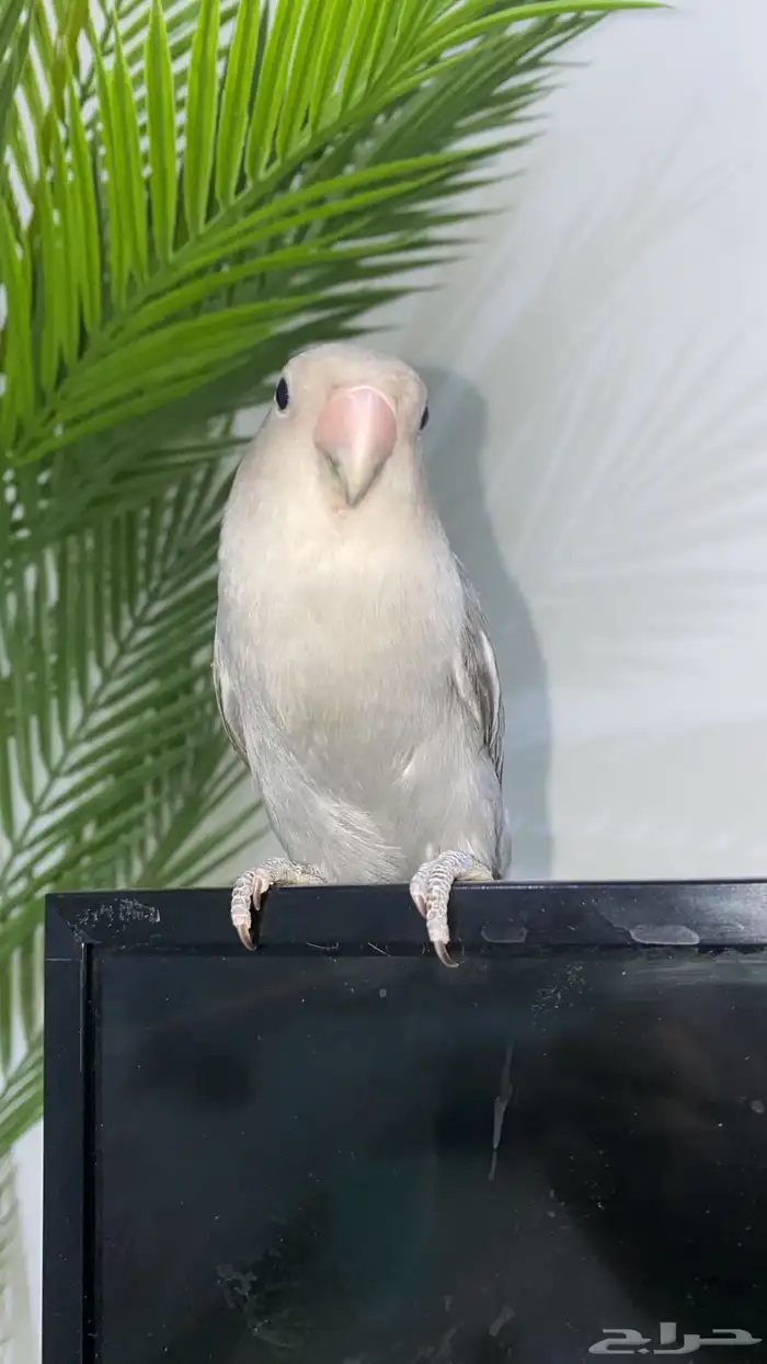 طير روز عمر 3 اشهر اليف 1