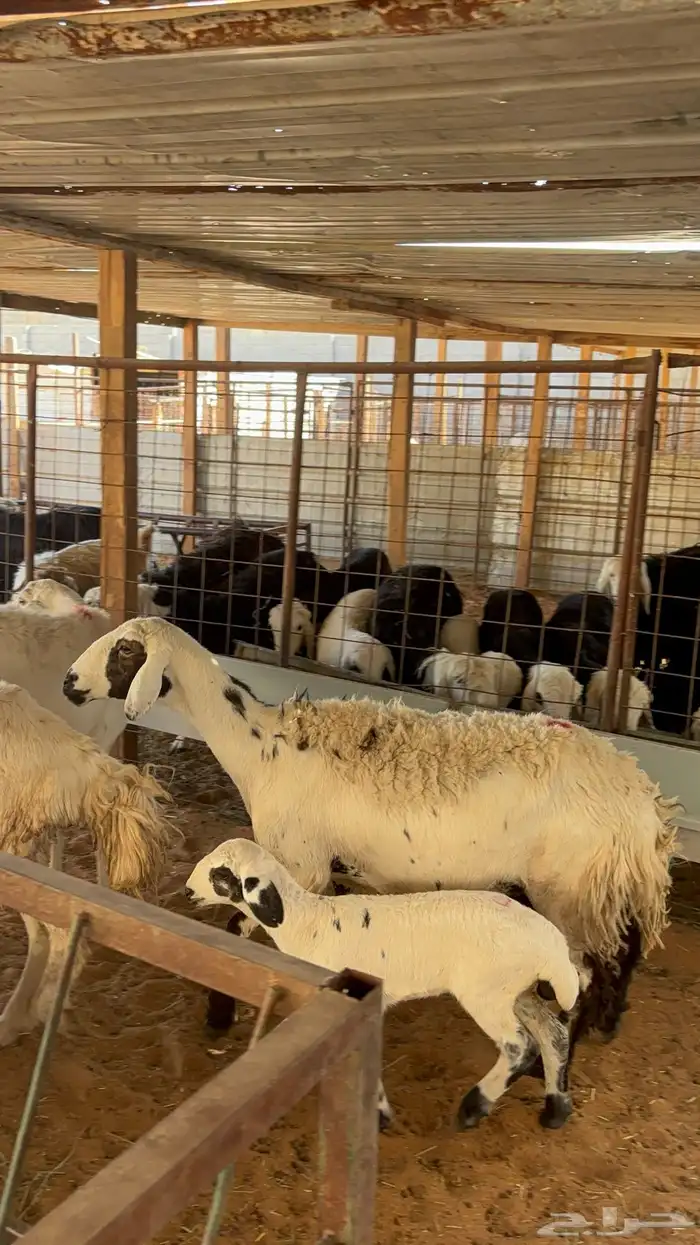 غنم حريه ومهجنه رغث ودفيع بالفحل ب1500 30