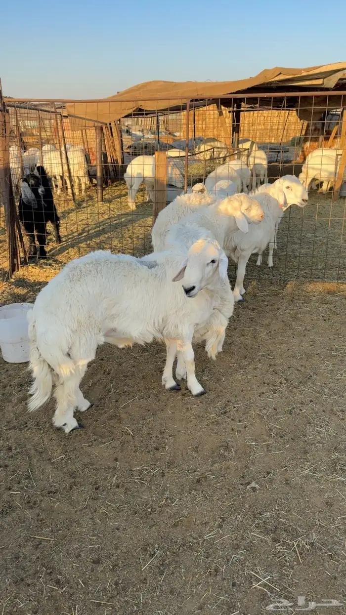 لبيع طليان 0