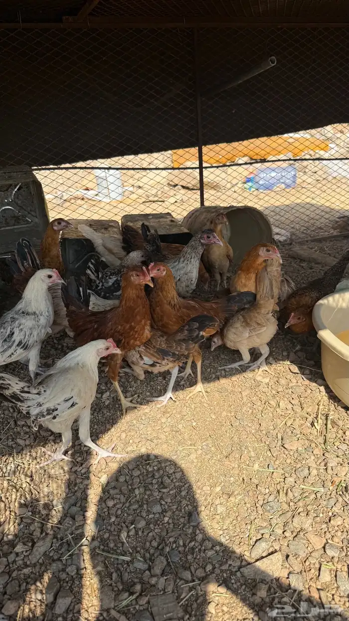 للبيع دجاج العدد30 0