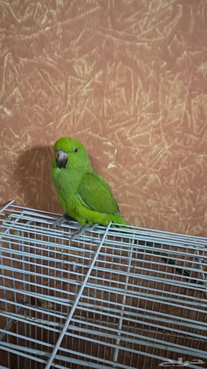 انثى بغبغاء دره 2