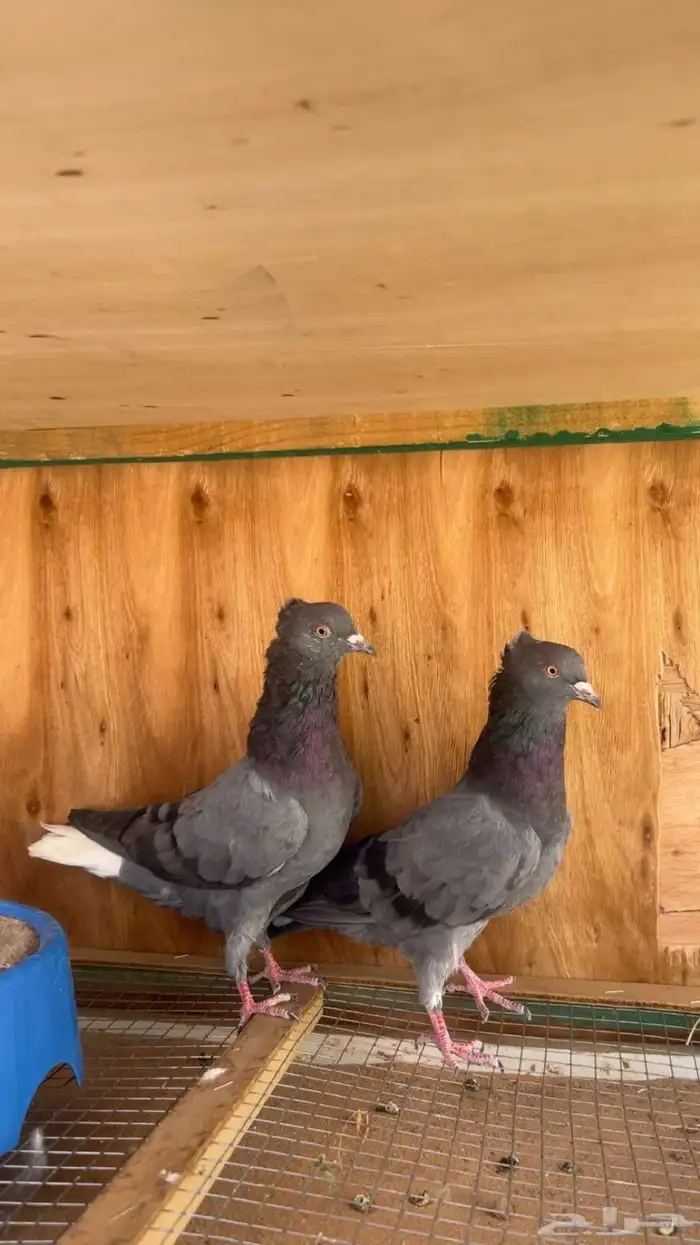 حمام قطيفي 0