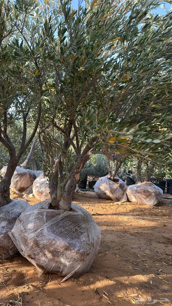 اشجار زيتون 3