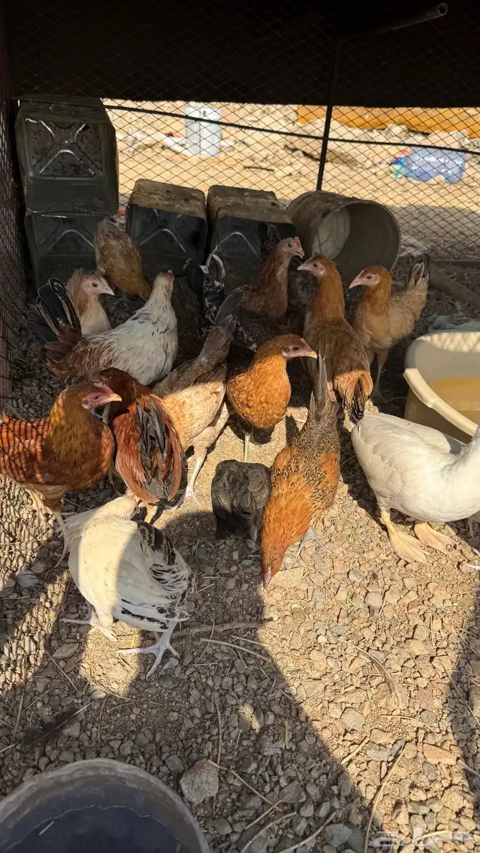 للبيع دجاج العدد30 1