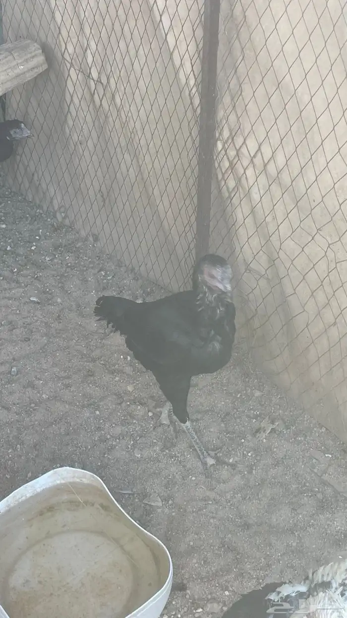 دجاج باكستاني 5