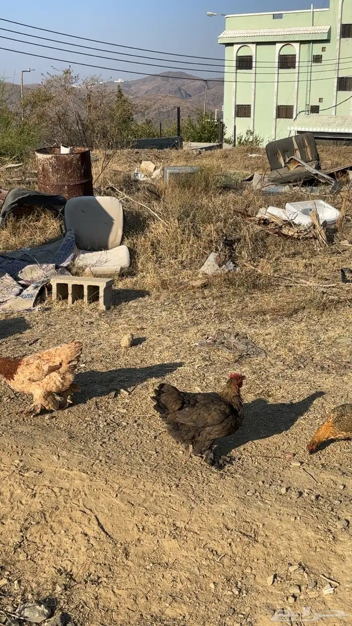 دجاج عربي و براهما و فرنسي 15