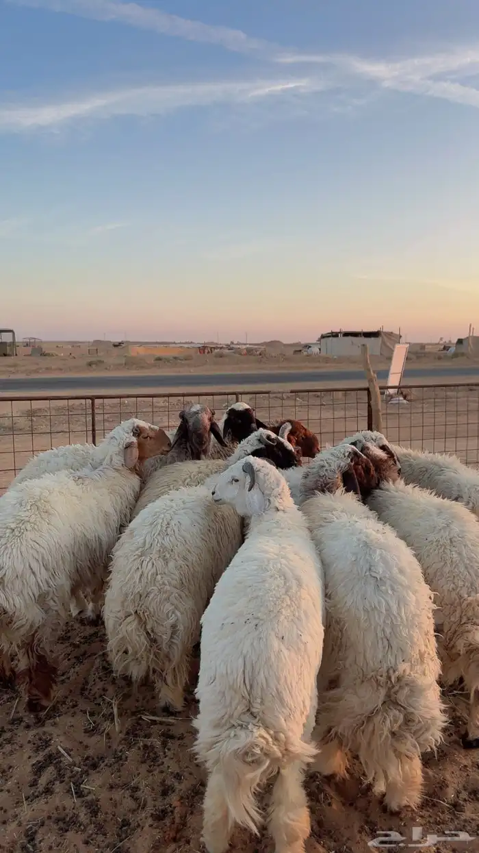 ذبايح تمارا وتابي (بريدة) 2